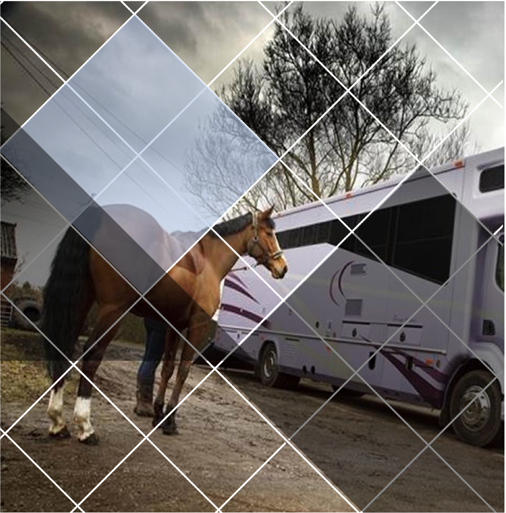Equine